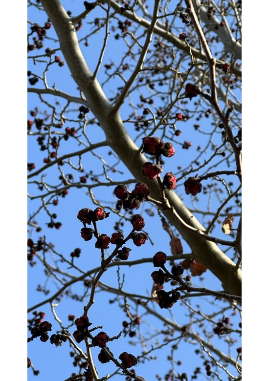 Eisenholzbaum 'Vanessa', mehrstämmig (Parrotia persica 'Vanessa')