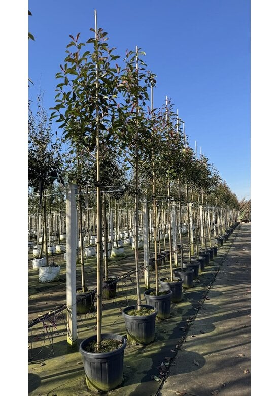 Glanzmispel Baum  | Photinia fraseri 'Red Robin'
