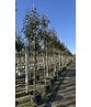 Glanzmispel Baum  | Photinia fraseri 'Red Robin'
