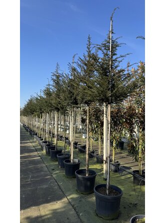 fargesia rufa hecke Bambus Fargesia rufa nicht ausbreitend immergrün 80cm 23cm für Garten main image 0