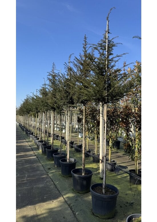 Gemeine Eibe | Taxus baccata