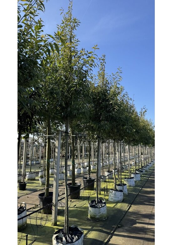 Bambusblättrige Eiche - Chinesische Myrteneiche | Quercus myrsinifolia