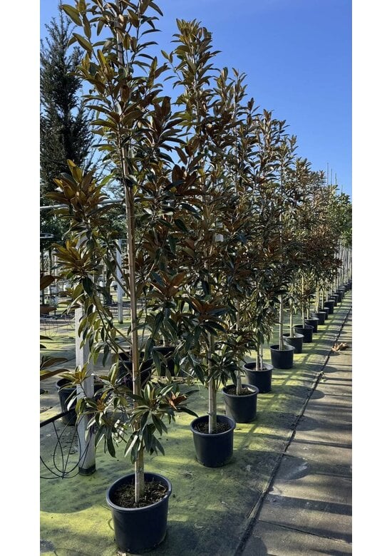 Magnolie 'Alta' | Magnolia grandiflora 'Alta'