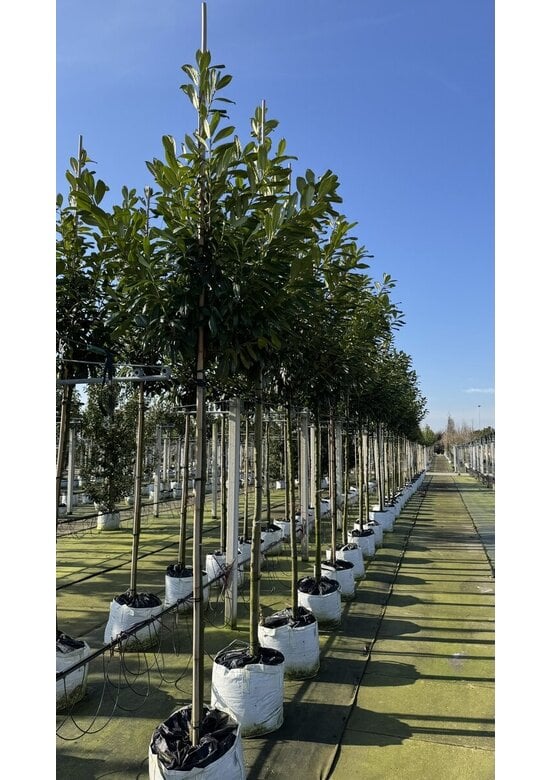 Kirschlorbeer Baum 'Novita' | Prunus laurocerasus 'Novita'
