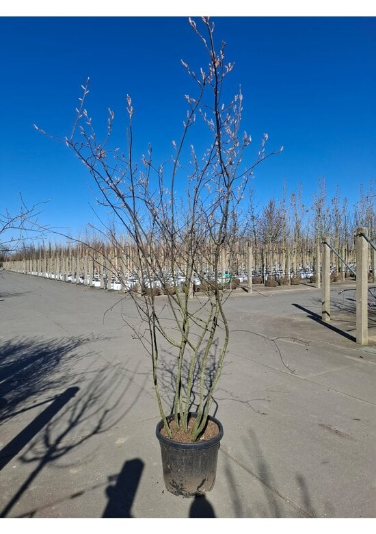 Kupfer Felsenbirne mehrstämmig  | Amelanchier lamarckii