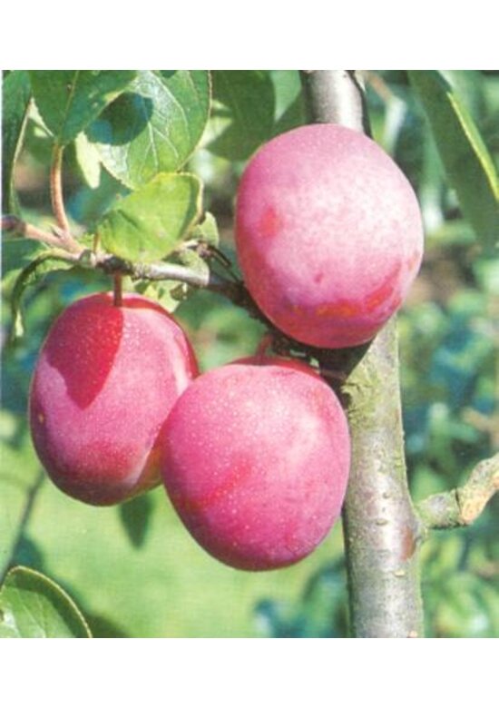 Pflaumenbaum 'Hauszwetsche' | Prunus domestica ‘Hauszwetsche’