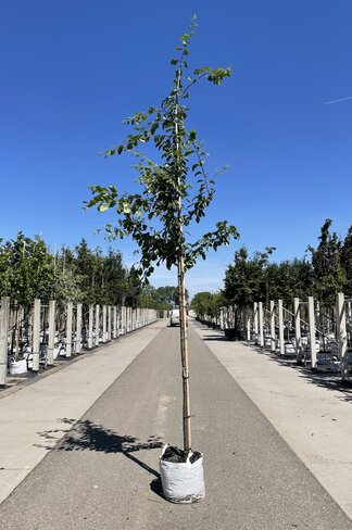 Pflaumenbaum 'Hauszwetsche' | Prunus domestica ‘Hauszwetsche’
