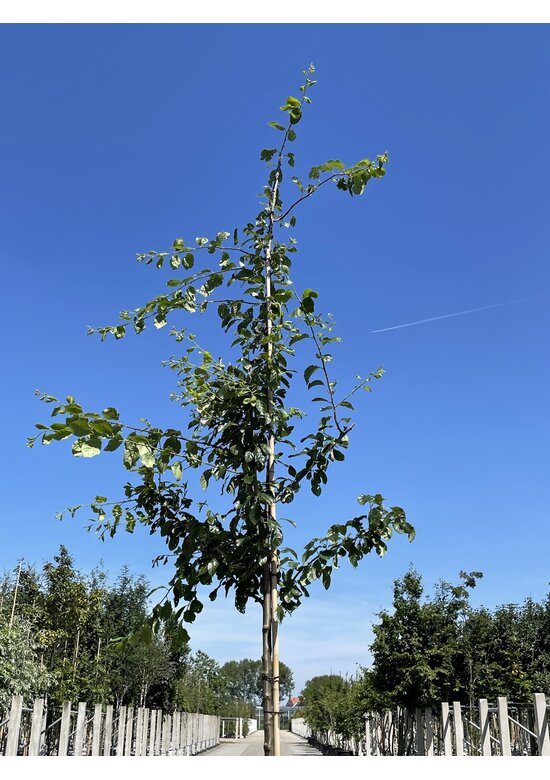 Pflaumenbaum 'Hauszwetsche' | Prunus domestica ‘Hauszwetsche’