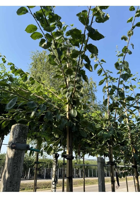 Pflaumenbaum 'Hauszwetsche' | Prunus domestica ‘Hauszwetsche’