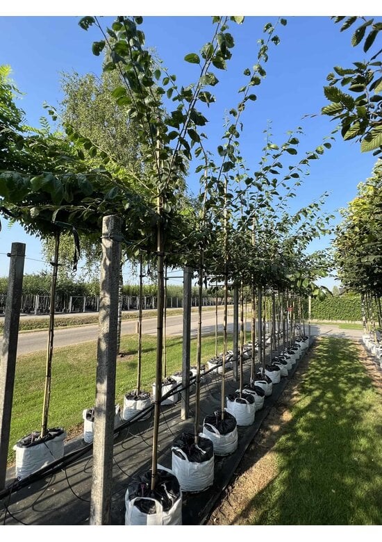 Pflaumenbaum 'Hauszwetsche' | Prunus domestica ‘Hauszwetsche’