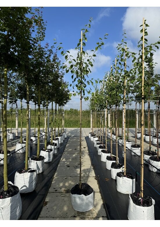 Pflaumenbaum 'Hauszwetsche' | Prunus domestica ‘Hauszwetsche’