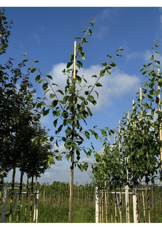 Pflaumenbaum 'Hauszwetsche' | Prunus domestica ‘Hauszwetsche’