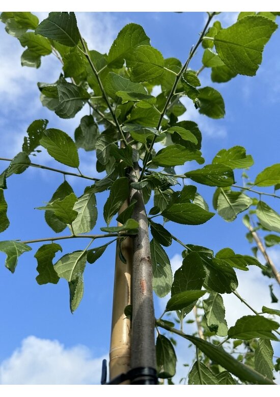 Pflaumenbaum 'Hauszwetsche' | Prunus domestica ‘Hauszwetsche’