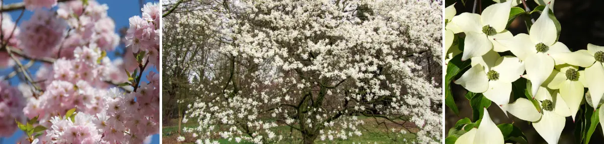 Blühende Bäume für den Garten