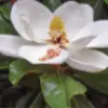 Großblättrige Magnolie