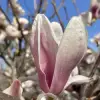 Tulpen-Magnolie
