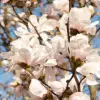 Magnolie 'Merrill'
