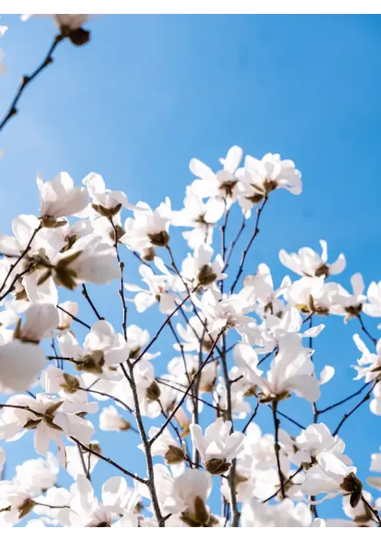 Kobushi-Magnolie, mehrstämmig (Magnolia kobus)