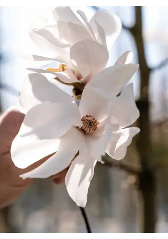 Mehrstämmige Kobushi Magnolie | Magnolia kobus