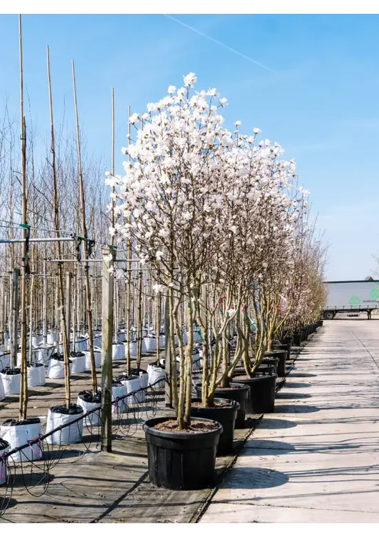 Mehrstämmige Kobushi Magnolie | Magnolia kobus