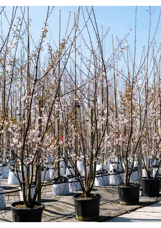 Scharlach-Kirsche  Mehrstämmig 'Rancho' | Prunus sargentii 'Rancho'