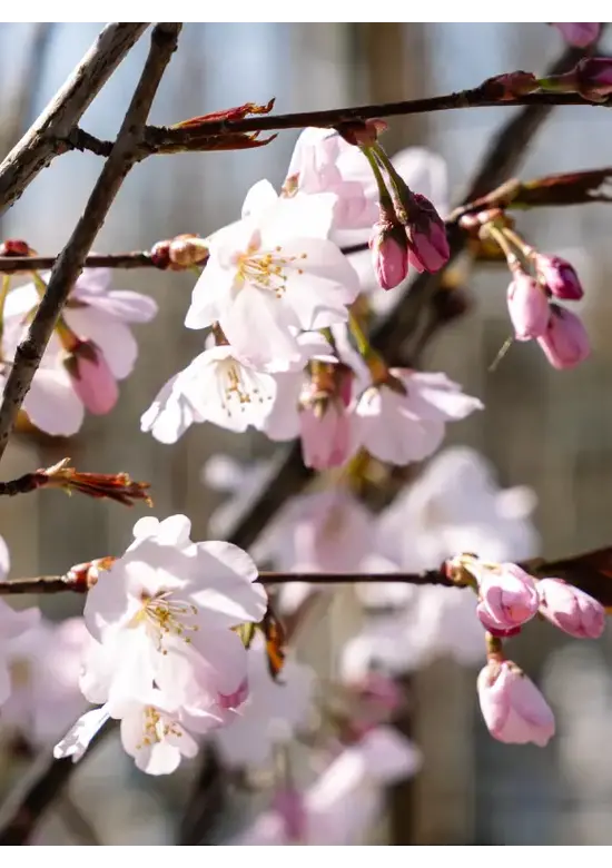 Scharlach-Kirsche  Mehrstämmig 'Rancho' | Prunus sargentii 'Rancho'