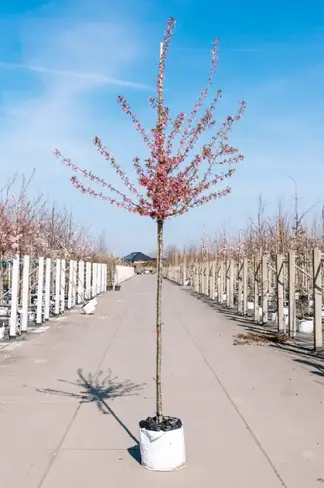 Zierkirsche 'Okame' | Prunus 'Okame'
