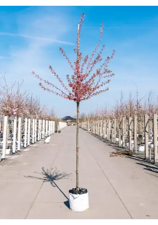 Zierkirsche 'Okame' | Prunus 'Okame'