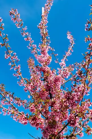 Zierkirsche 'Okame' | Prunus 'Okame' Zierkirsche 'Okame' | Prunus 'Okame'