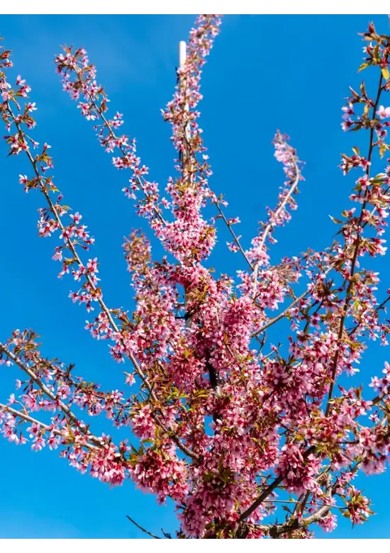Zierkirsche 'Okame' | Prunus 'Okame'