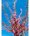 Zierkirsche 'Okame' | Prunus 'Okame'