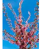Zierkirsche 'Okame' | Prunus 'Okame'