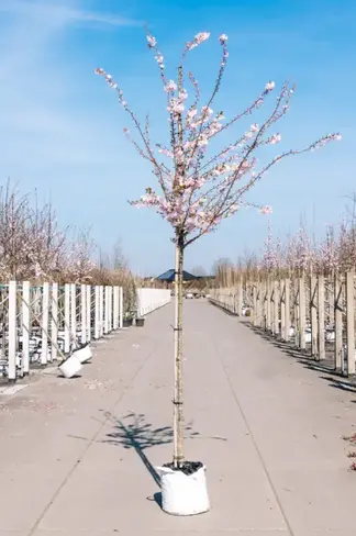 Winterkirsche - Schneekirsche 'Autumnalis' | Prunus subhirtella 'Autumnalis'