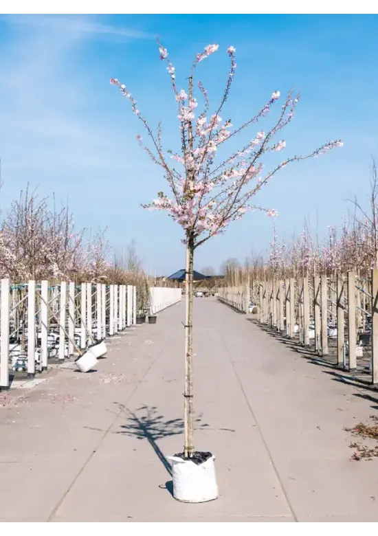 Winterkirsche - Schneekirsche 'Autumnalis' | Prunus subhirtella 'Autumnalis'