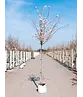 Winterkirsche - Schneekirsche 'Autumnalis' | Prunus subhirtella 'Autumnalis'