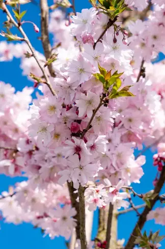 Rosa Winterkirsche 'Autumnalis Rosea' | Prunus subhirtella 'Autumnalis Rosea' Rosa Winterkirsche 'Autumnalis Rosea' | Prunus subhirtella 'Autumnalis Rosea'