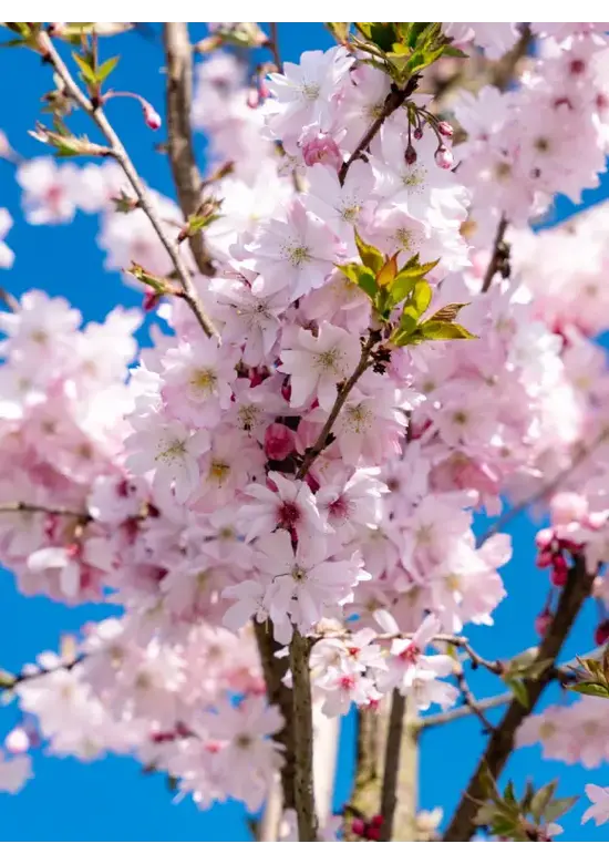 Rosa Winterkirsche  | Prunus subhirtella 'Autumnalis Rosea'