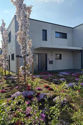 Japanische Säulenkirsche 'Amanogawa' | Prunus serrulata 'Amanogawa'