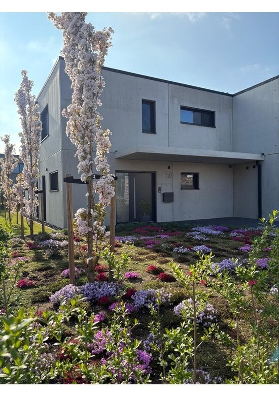 Japanische Säulenkirsche 'Amanogawa' | Prunus serrulata 'Amanogawa'