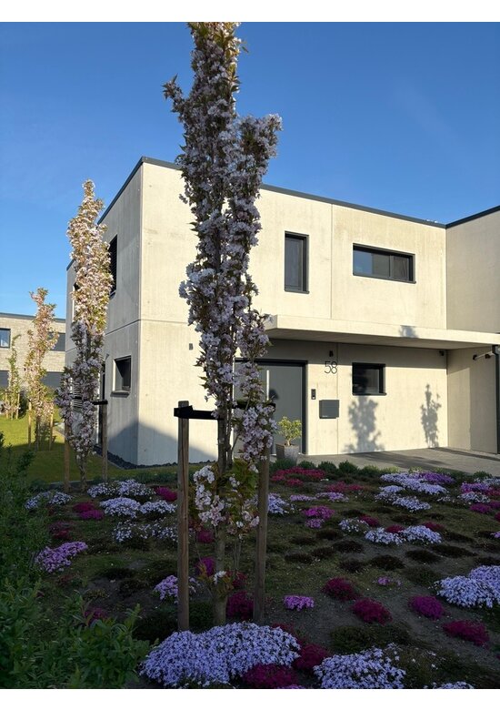 Japanische Säulenkirsche 'Amanogawa' | Prunus serrulata 'Amanogawa'