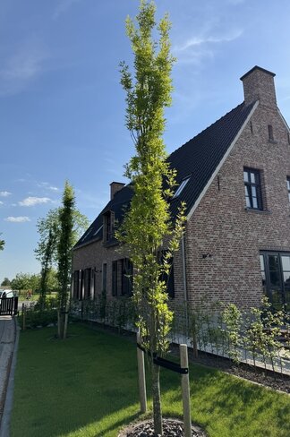 Säulen-Sumpfeiche 'Green Pillar'  | Quercus palustris 'Green Pillar'