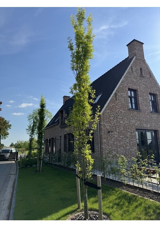 Säulen-Sumpfeiche 'Green Pillar'  | Quercus palustris 'Green Pillar'