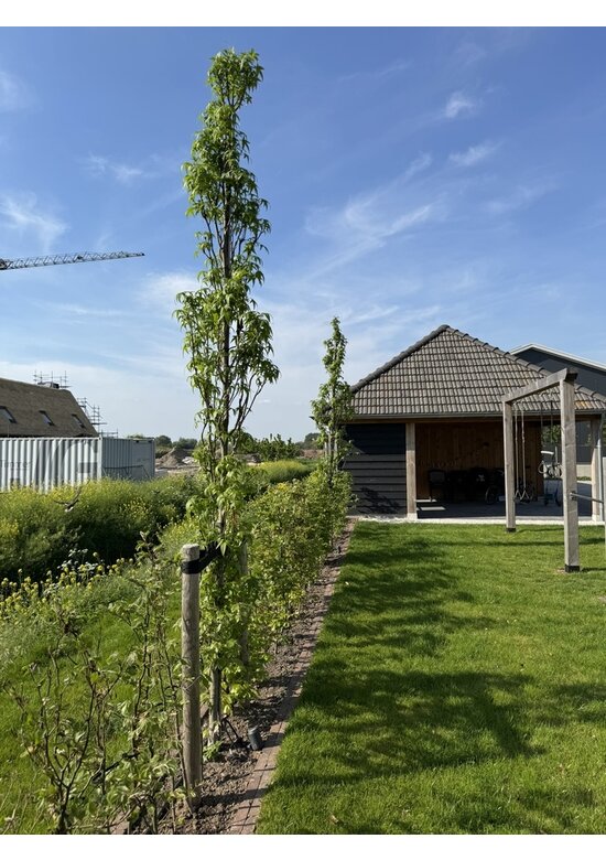 Säulen Amberbaum  | Liquidambar styraciflua 'Slender Silhouette'