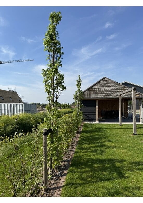 Säulen Amberbaum  | Liquidambar styraciflua 'Slender Silhouette'