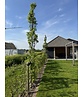 Säulen Amberbaum 'Slender Silhouette' | Liquidambar styraciflua 'Slender Silhouette'