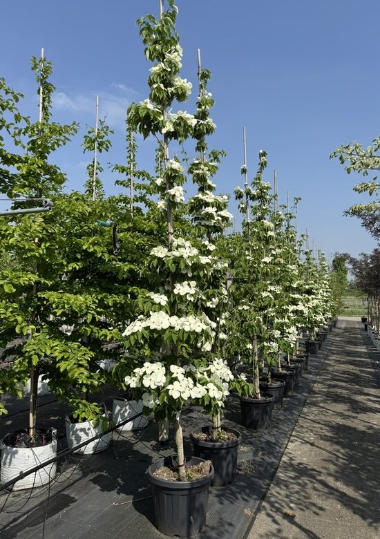 Japanischer Blumen-Hartriegel 'Rutdan' | 3-Jahres-Garantie - Venovi