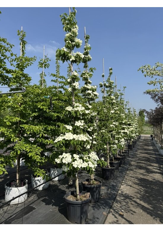 Japanischer Blumen-Hartriegel 'Rutdan' | Cornus 'Rutdan' (Celestial) Japanischer Blumen-Hartriegel 'Rutdan' | Cornus 'Rutdan' (Celestial)