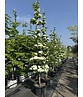 Japanischer Blumen-Hartriegel 'Rutdan' | Cornus 'Rutdan' (Celestial) Japanischer Blumen-Hartriegel 'Rutdan' | Cornus 'Rutdan' (Celestial)