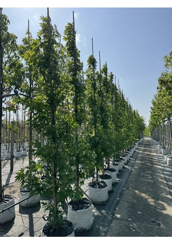 Säulen Amberbaum 'Slender Silhouette' | Liquidambar styraciflua 'Slender Silhouette'