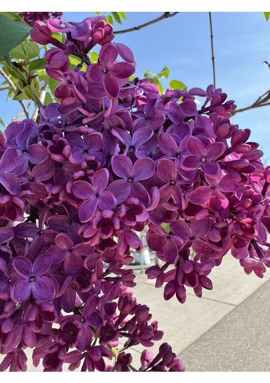 Edelflieder 'Andenken an Ludwig Späth' | Syringa vulgaris 'Andenken an Ludwig Späth'